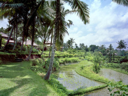 Amandari - Peaceful surroundings