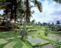 Amandari - Rice terraces