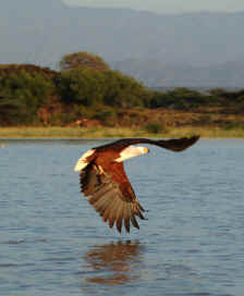Island Camp - Fish eagles feeding
