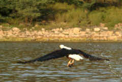 Island Camp - Fish eagle fishing in Lake Baringo