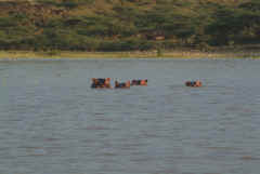 Island Camp - Hippo's in Lake Baringo