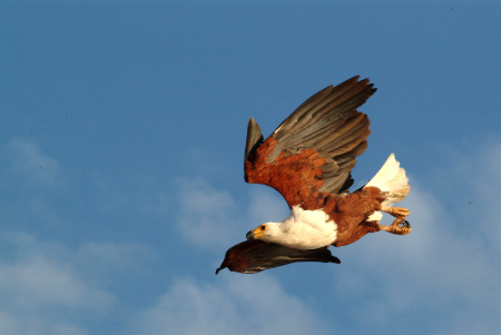 Flying fish eagle
