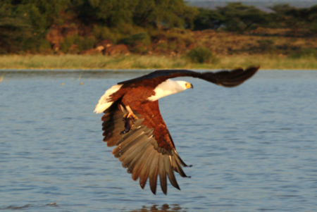 Fishing fish eagle