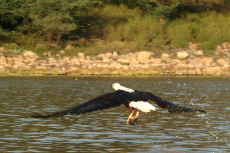Fishing fish eagle