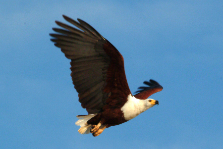 Flying fish eagle