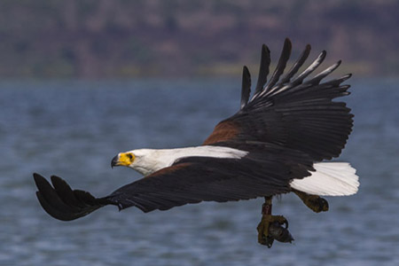 Fishing fish eagle