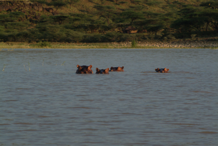 Hippo's family in Lake Baringo