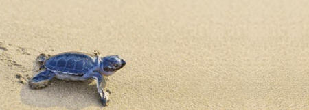 Petite tortue sur la plage