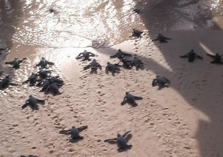 Bucuti & Tara Beach Resorts - Naissance de tortues de mer sur la plage de l'htel