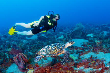 Anse Chastanet - Plonge sous-marine