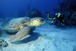 Anse Chastanet, Ste. Lucia - Diving with sea turtle