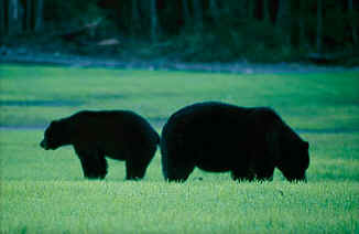 Clayoquot Wilderness Resorts -  Cartographie des ours noirs