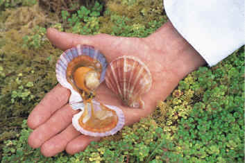 Clayoquot Wilderness Resorts - Local scallops