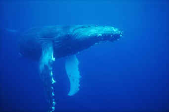 Clayoquot Wilderness Resorts - Etudes accoustiques des baleines