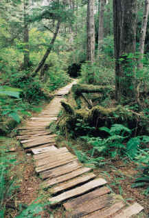 Clayoquot Wilderness Resorts - Chemin de randonnes