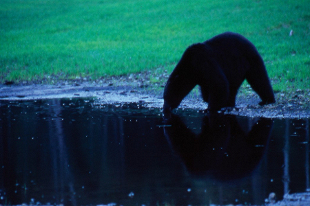 Black bear in the Clayoquot Sound