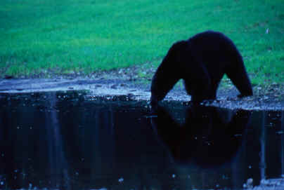 Clayoquot Wilderness Resorts - Black bear