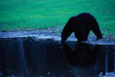 Clayoquot Wilderness Resorts - Ours noir