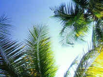 Coco Spa is surrounded by swaying palms