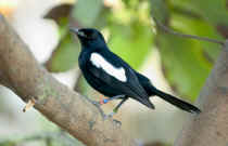 Fregate Island Private - Magpie Robin