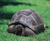 Fregate Island Private - Giant tortoise