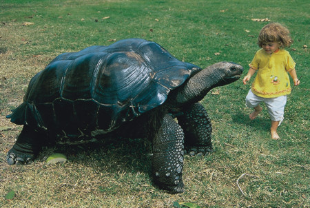 Tortoise Playing with kid