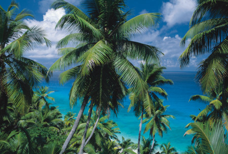 Paradise palm trees