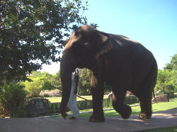 The Elephant Corridor Hotel (Sri Lanka)