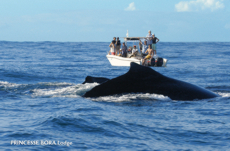 Humpback whale off the coast of Sainte Marie Island