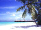 Coco Palm Resort & Spa (Maldives)