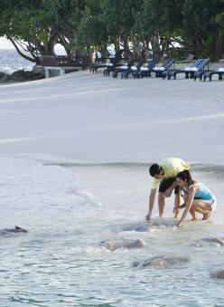 Vivanta by Taj - Coral Reef, Maldives