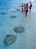 Taj Coral Reef Resort - Manta rays in the lagoon
