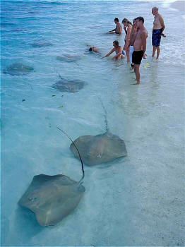 Vivanta by Taj - Coral Reef, Maldives - Rays in the lagoon
