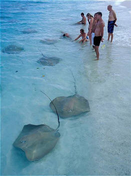 Vivanta by Taj - Coral Reef, Maldives - Des raies dans le lagon